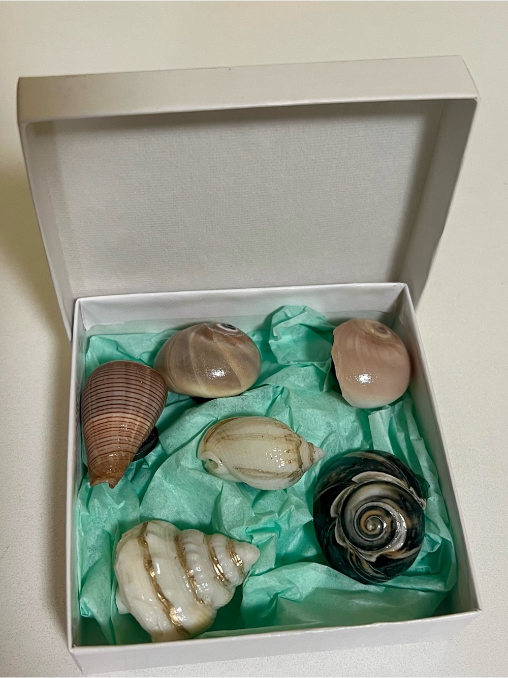 Decorative Shell Gift Box - Seashell Magnets Set of 6